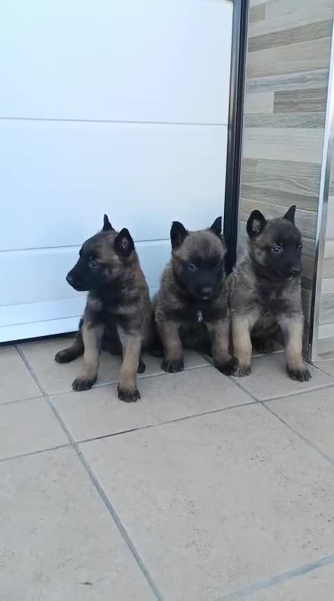 Pastor Belga Malinois perros en venta: Pastor Belga Malinois  en Sevilla - Video 2