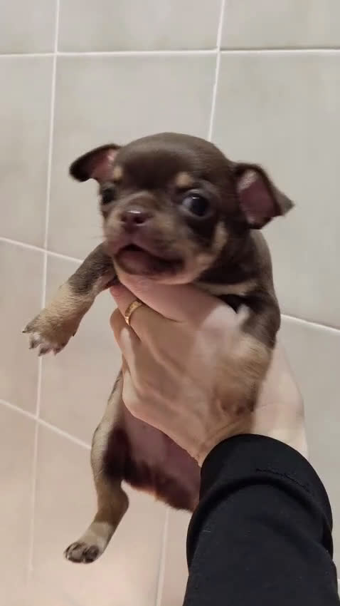 Chihuahua perros en venta: Chihuahua toy  - Video 1