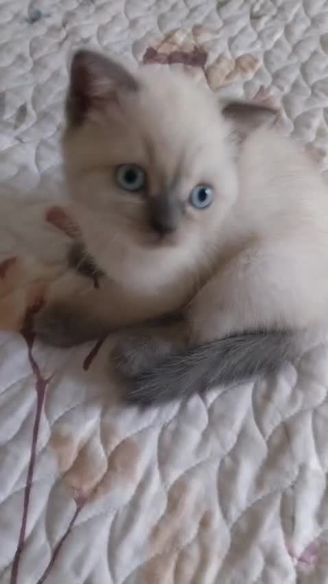 Británico de Pelo Corto gatos en venta: Brirish Blue Point  - Video 1