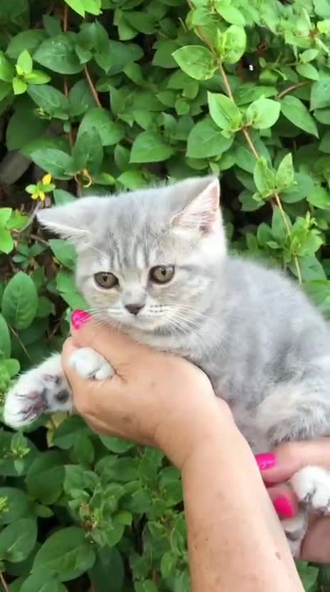 Británico de Pelo Corto gatos en venta: Gata british tabby azul - Video 3