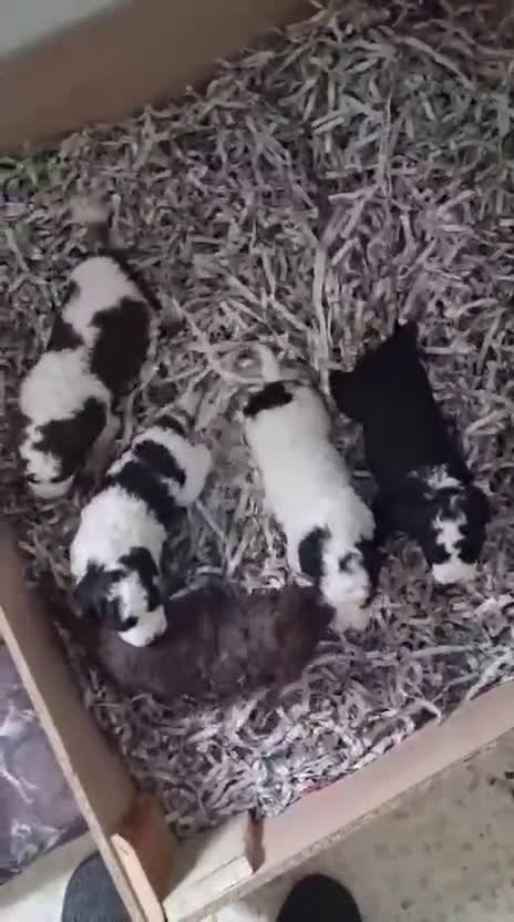 Perro de Agua Español perros en venta: PERRO DE AGUA ESPAÑOL - Video 1