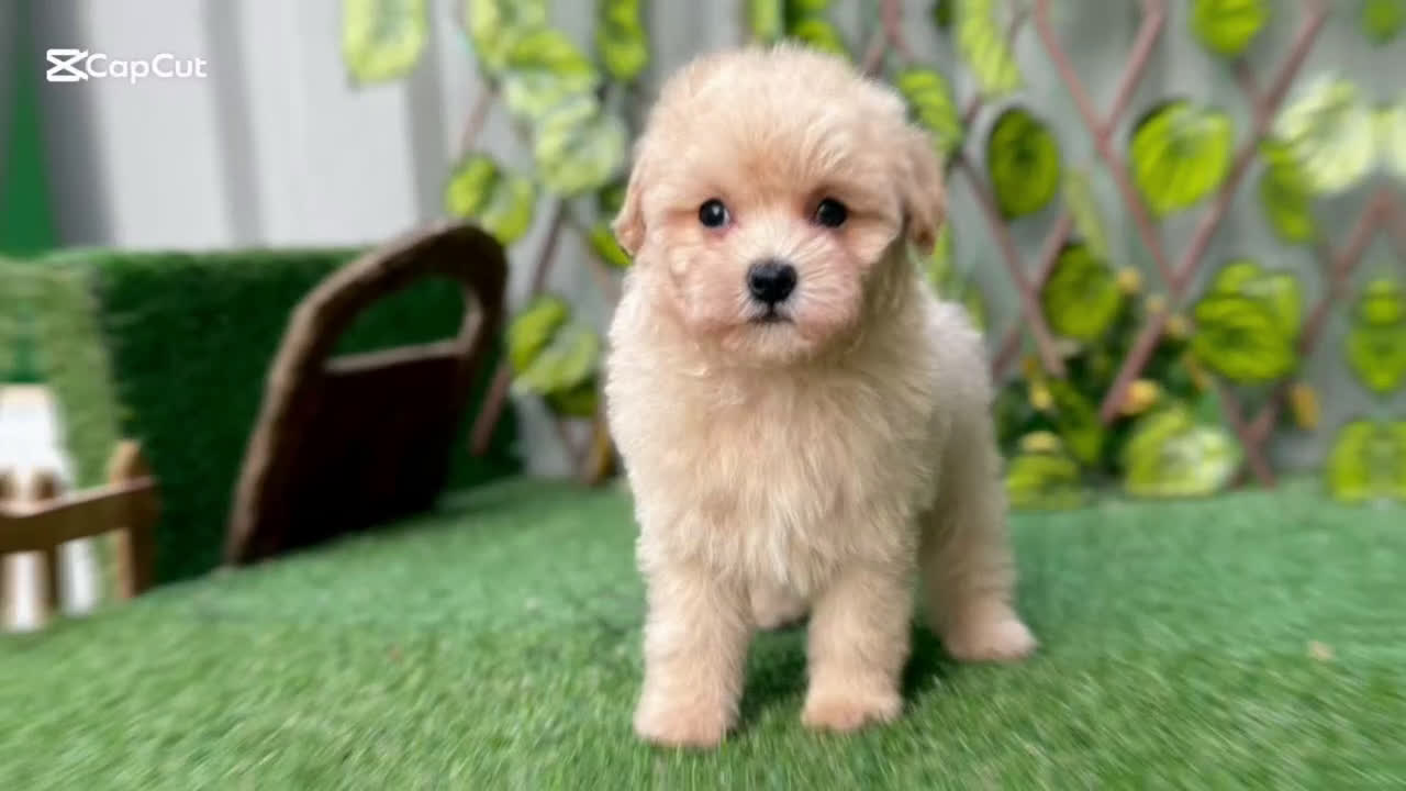 Maltipoo perros en venta: Comprar Maltipoo  - Video 2