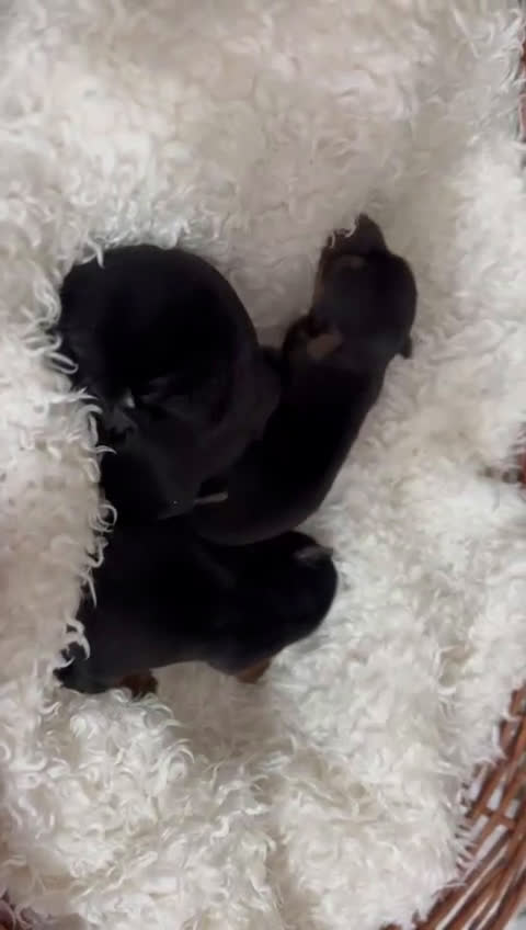 Yorkshire Terrier perros en venta: YORKSHIRE TERRIER - Video 1