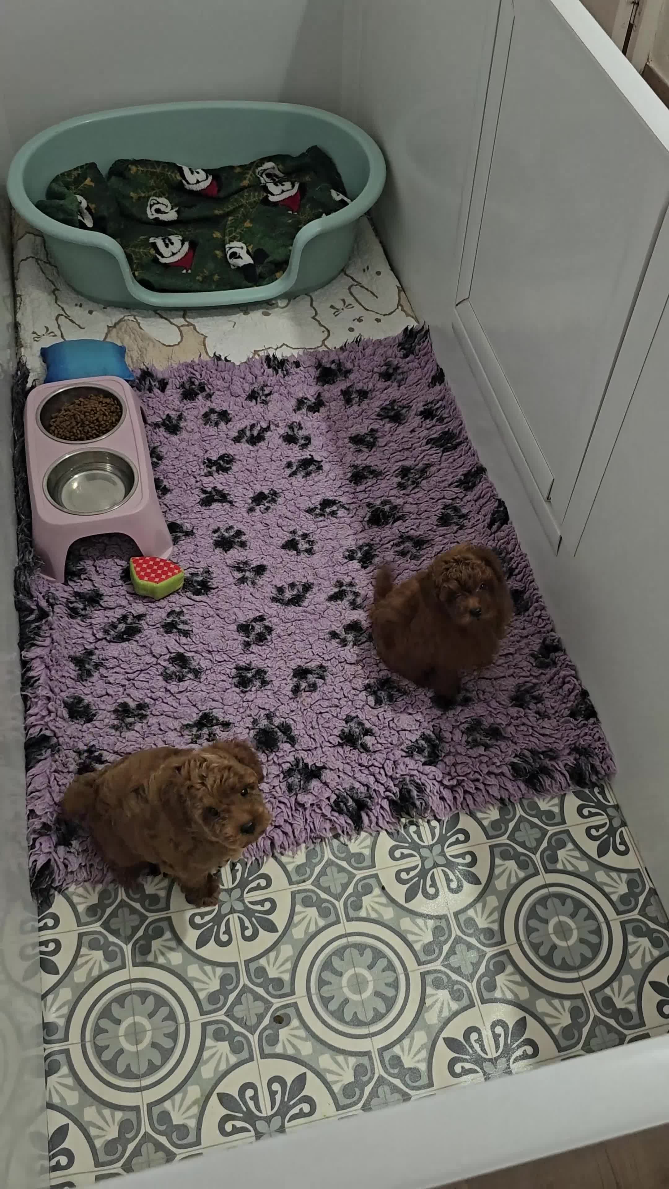 Caniche Toy perros en venta: Caniche toy rojo. - Video 1