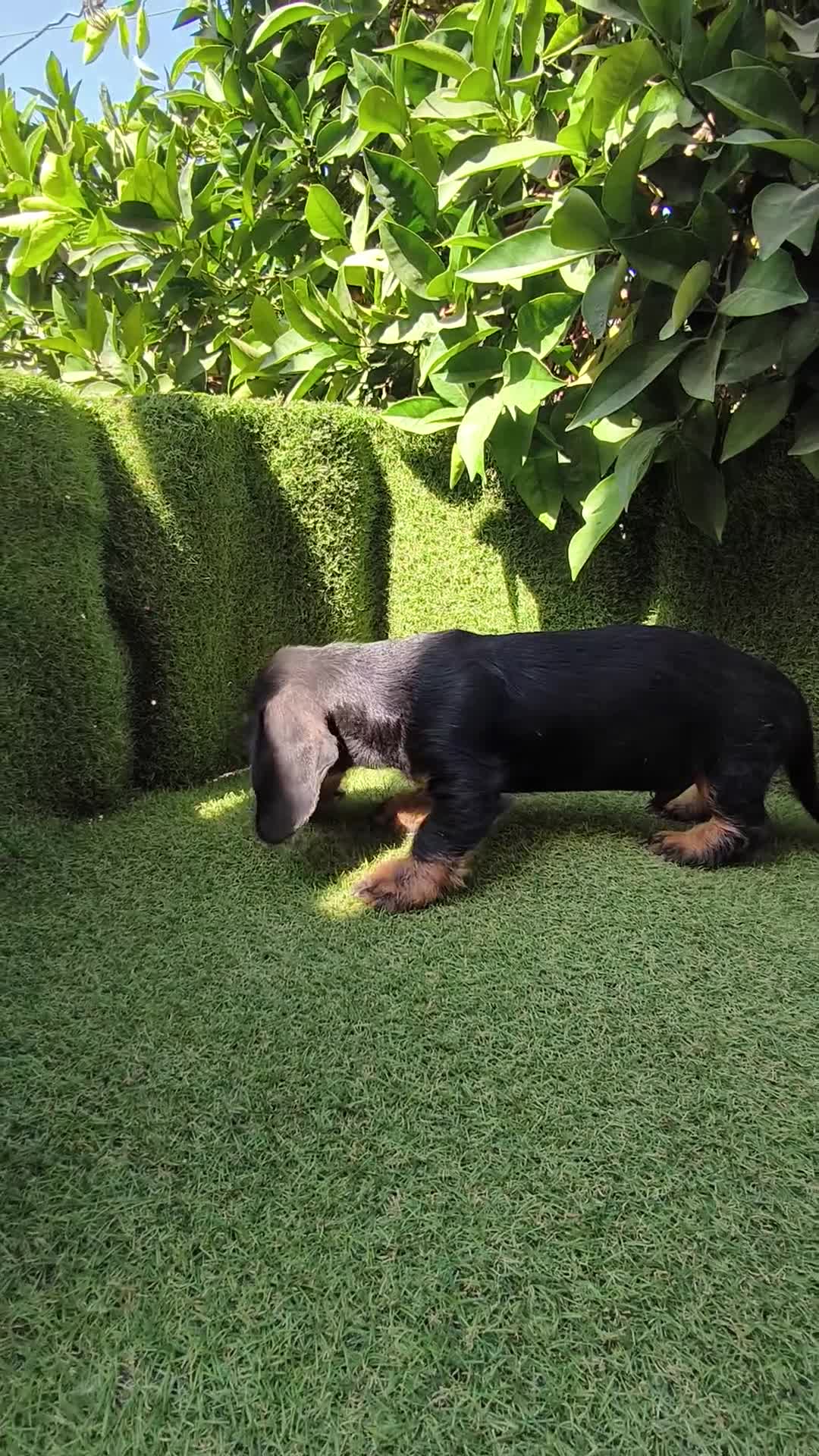 Teckel Miniatura perros en venta: teckel pelo basto corto miniatura  negro fuego  - Video 1