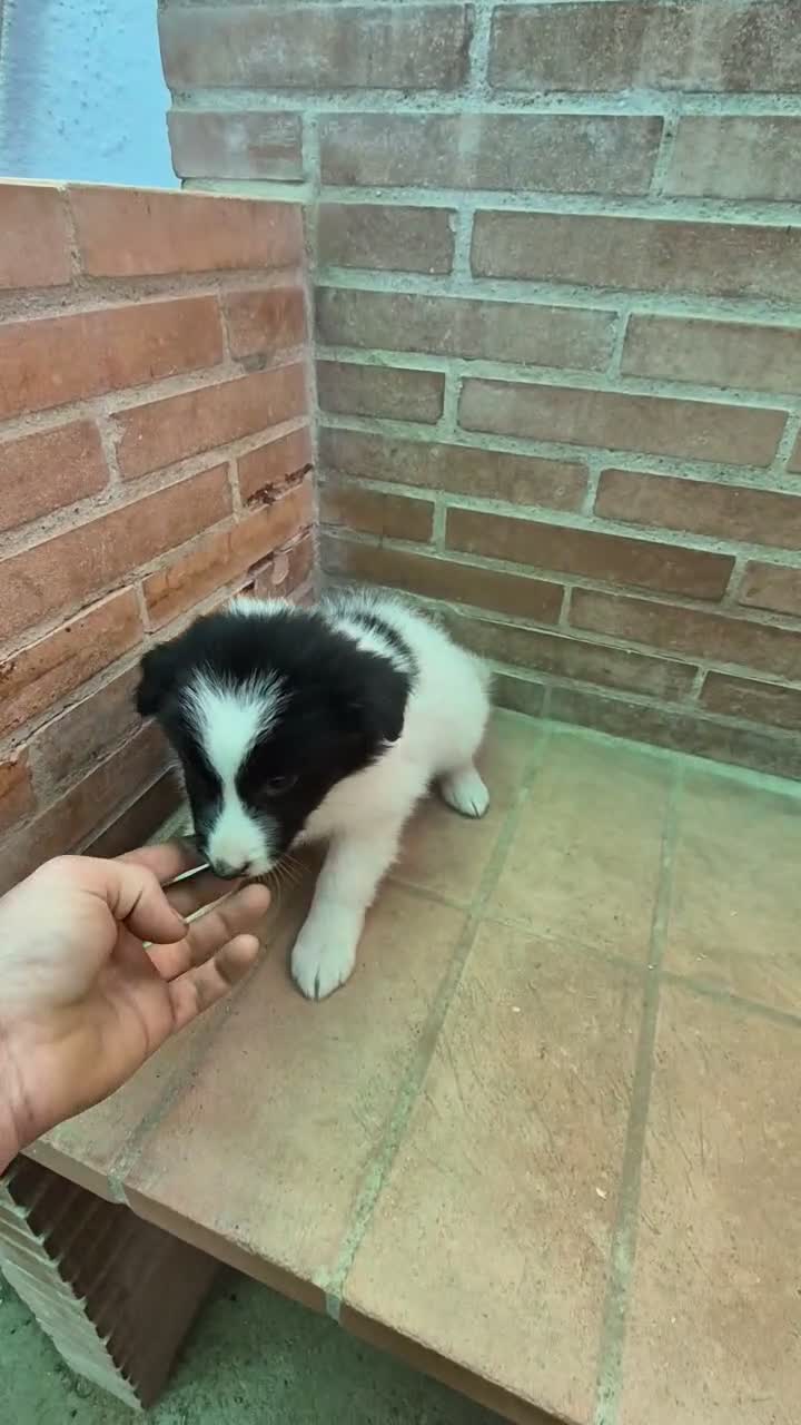 Border Collie perros en venta: Border collie negro y blanco - Video 2