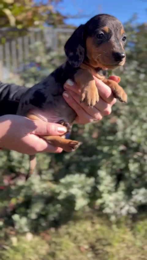 Teckel Miniatura perros en venta: TECKEL MERLE MINIATURA MACHO! en Barcelona - Video 1