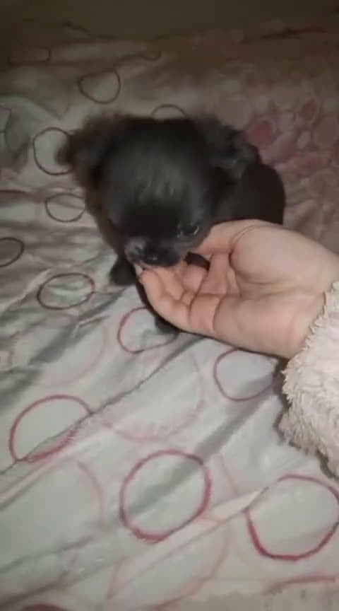 Chihuahua perros en venta: CHIHUAHUA TOYS PELO LARGO BLUE - Video 1