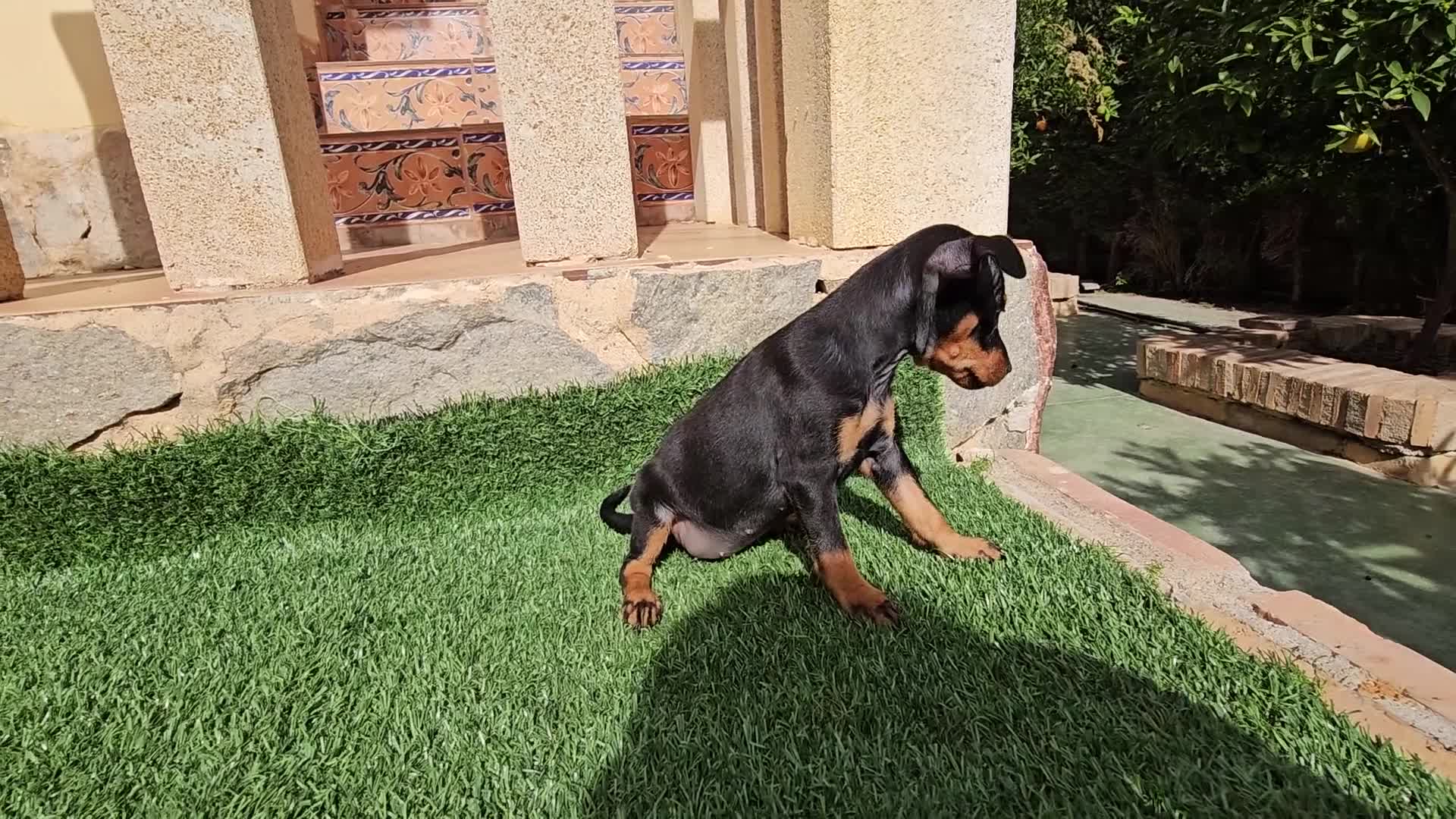 Raza Mixta perros en venta: Cachorrito mini pincher - Video 3