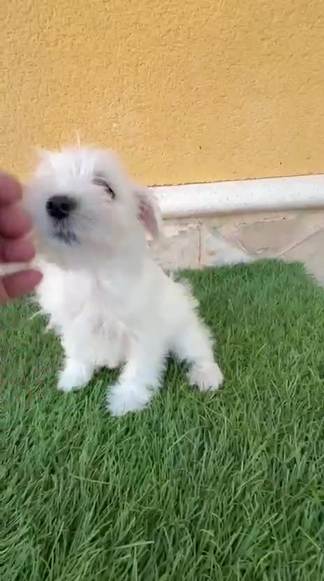 Schnauzer Miniatura perros en venta: Schnauzer miniatura blanco - Video 1