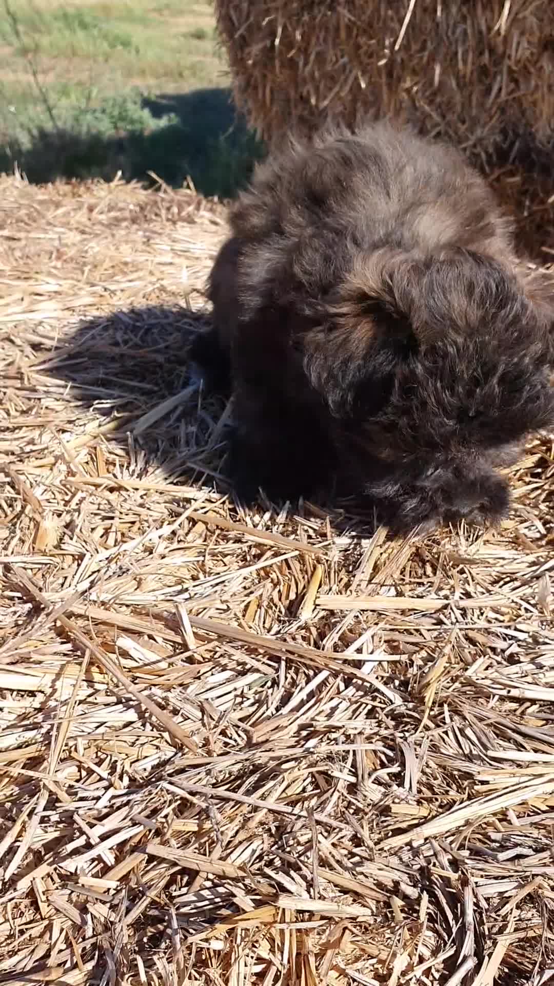 Raza Mixta perros en venta: Maltipoo hembra cachorro - Video 2