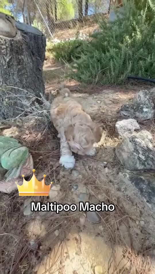 Maltipoo perros en venta: Maltipoo Bicolor Toy !!! - Video 1
