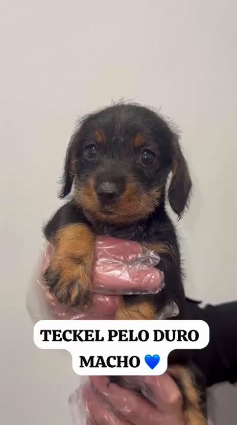 Teckel perros en venta: DOS PEQUEÑOS TECKEL HOJA SECA PRECIOSOS - Video 1