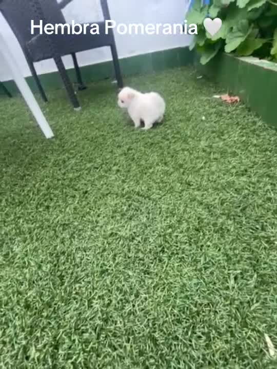 Pomerania perros en venta: Pomerania hembra - Video 2