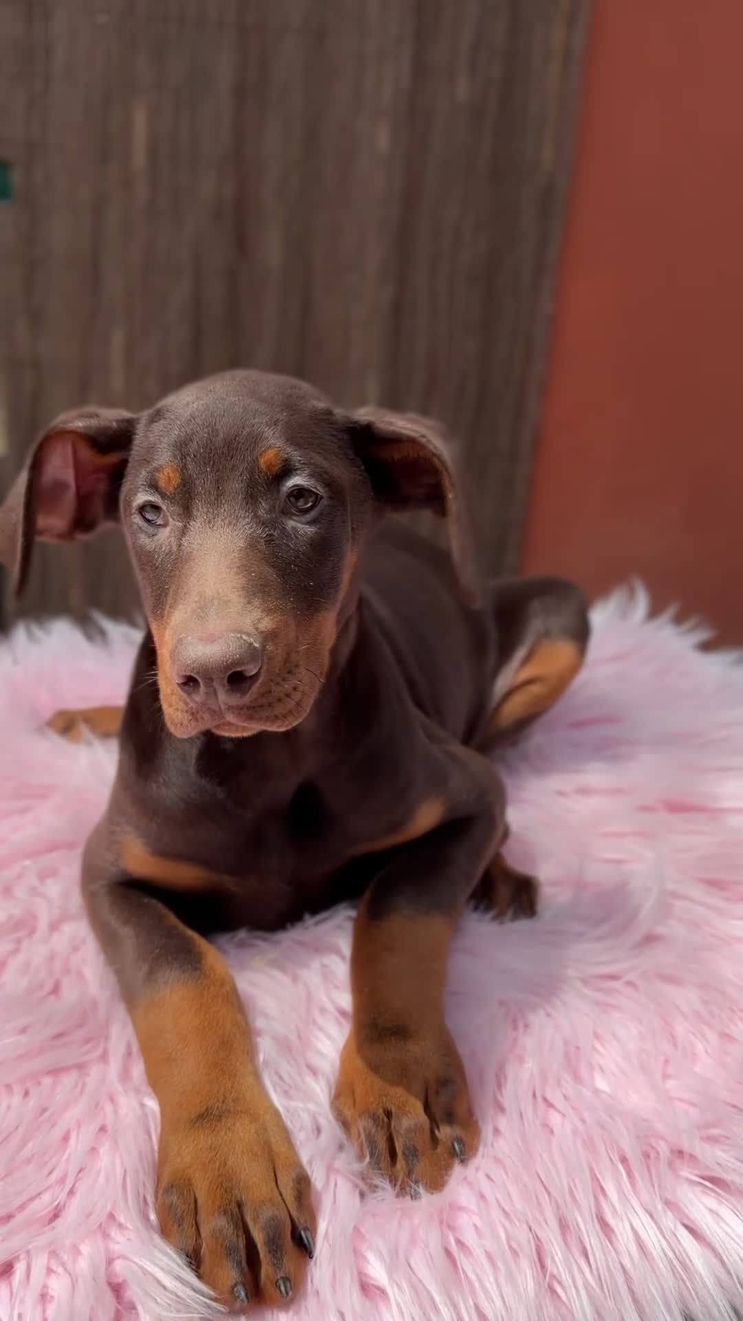 Dobermann perros en venta: Doberman chocolate americana  - Video 1