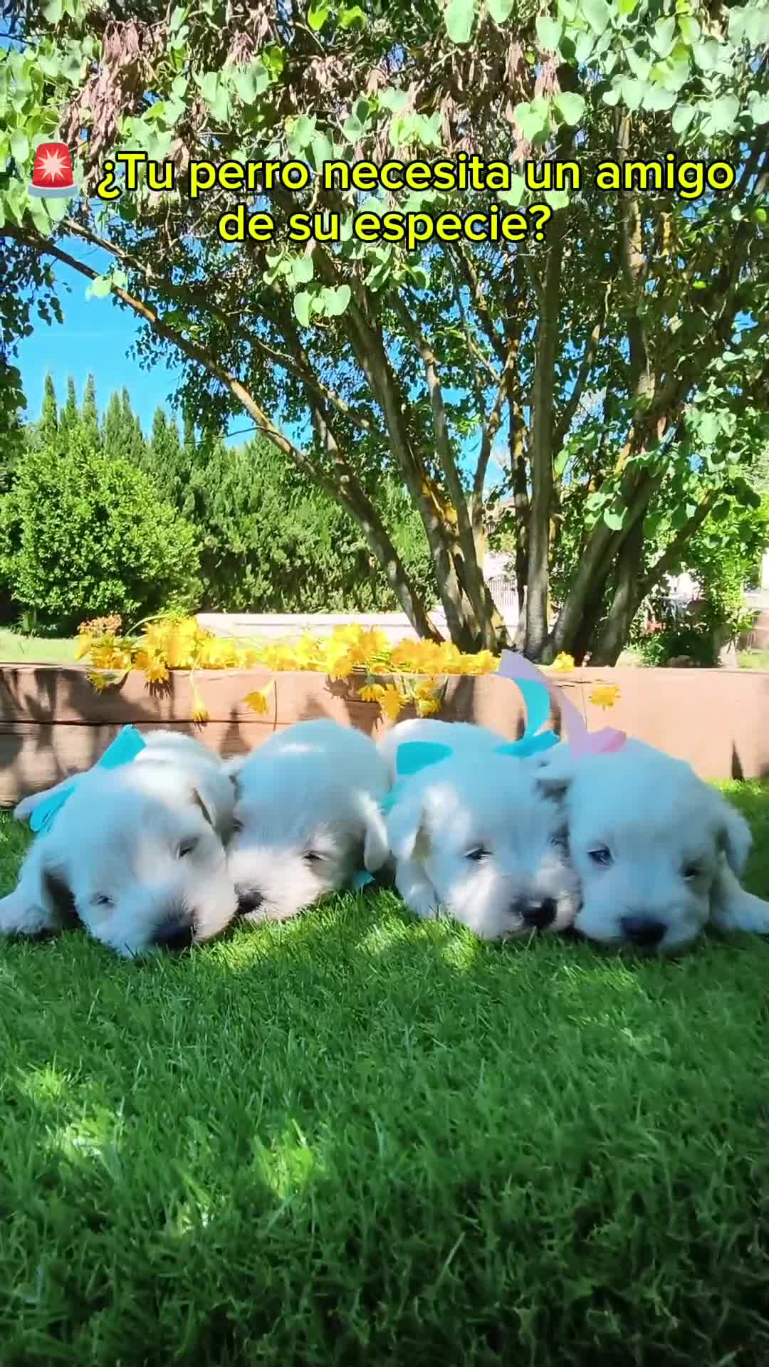 Schnauzer Miniatura perros en venta: Espectaculares schnauzer miniatura blancoss 😍❤️ - Video 3