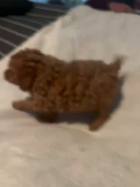 Caniche Toy perros en venta: Hembra de caniche toys  - Video 1