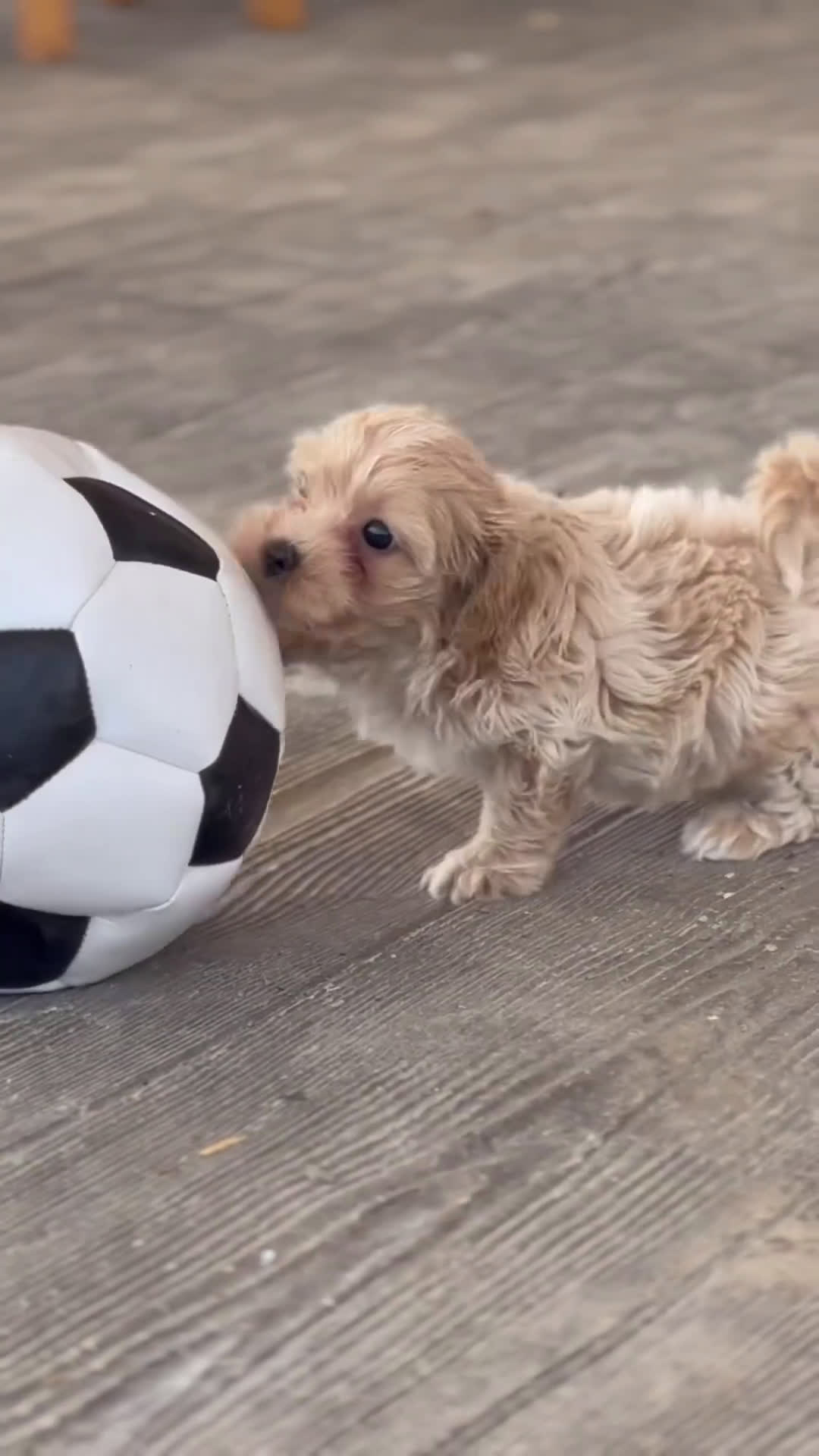 Maltipoo perros en venta: 🐶 SUNNY Y LAMBO, PEQUEÑOS MALTIPOO 🐶 - Video 1