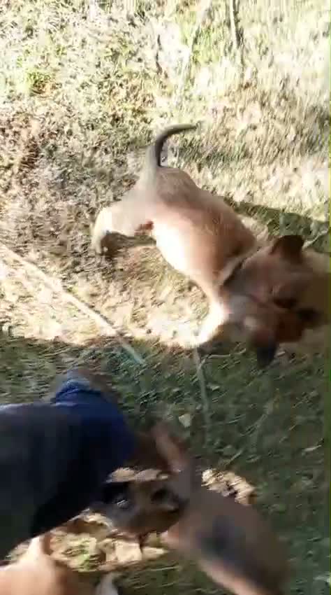Pastor Belga Malinois perros en venta: Pastor Belga Malinois - Video 3