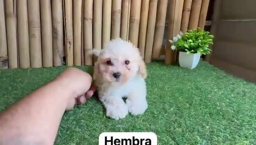 Maltipoo perros en venta: Maltipoo hembra  - Video 1