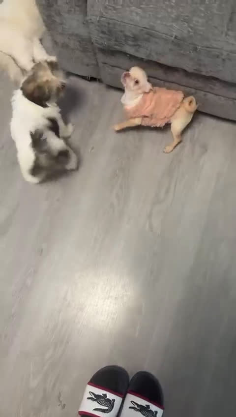 Chihuahua perros en venta: 4 meses 1'100k  HEMBRA CHIHUAHUA ❗❗🌹✨ - Video 1