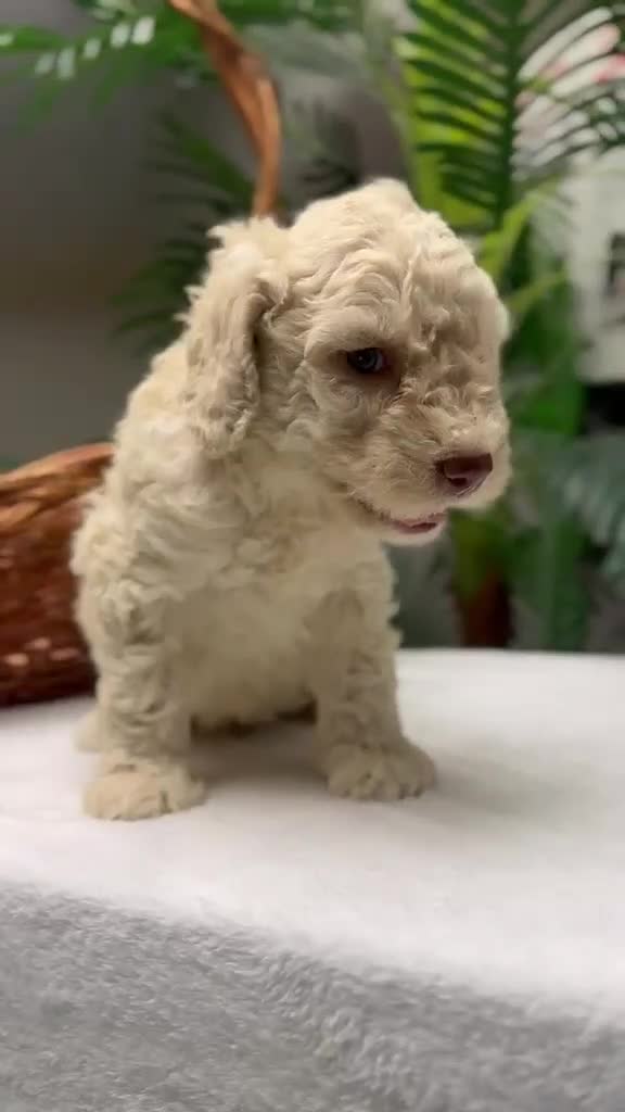 Perro de Agua Español perros en venta: PERRO DE AGUA ESPAÑOL - Video 1