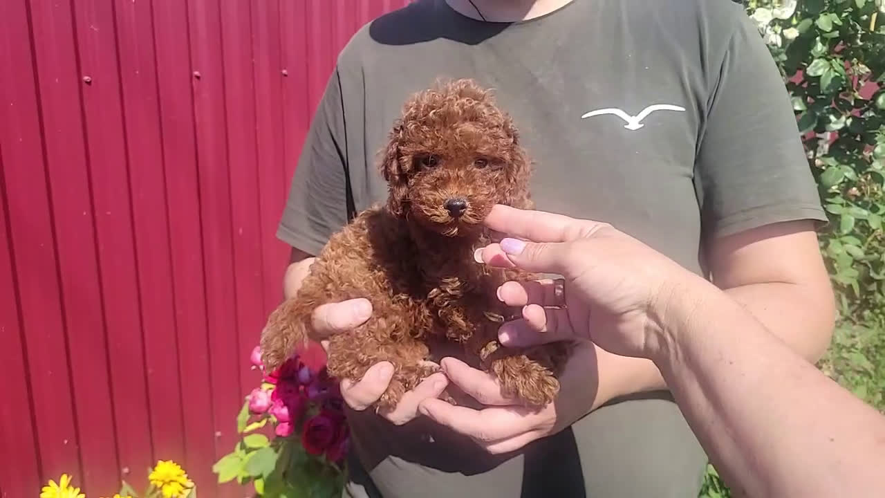 Caniche Toy perros en venta: caniche toy  - Video 1