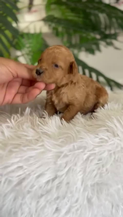 Caniche Toy perros en venta: CANICHE TOY - Video 1