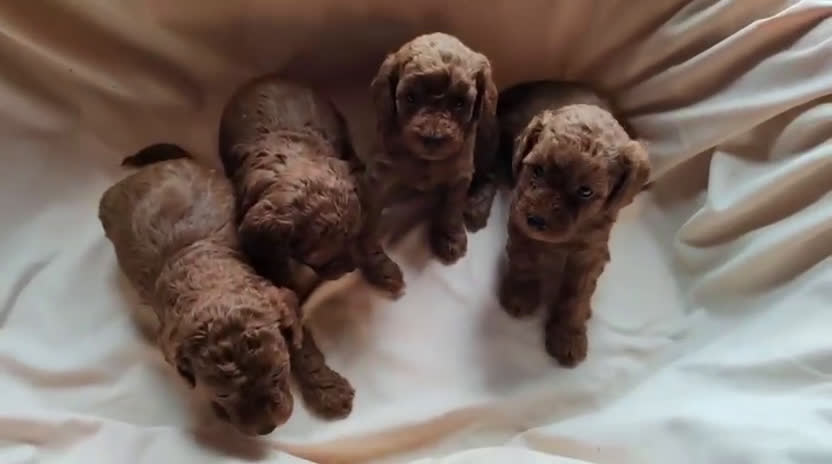 Caniche Toy perros en venta: ‼️‼️CANICHE TOY ROJOS 50% ASIÁTICOS - Video 1