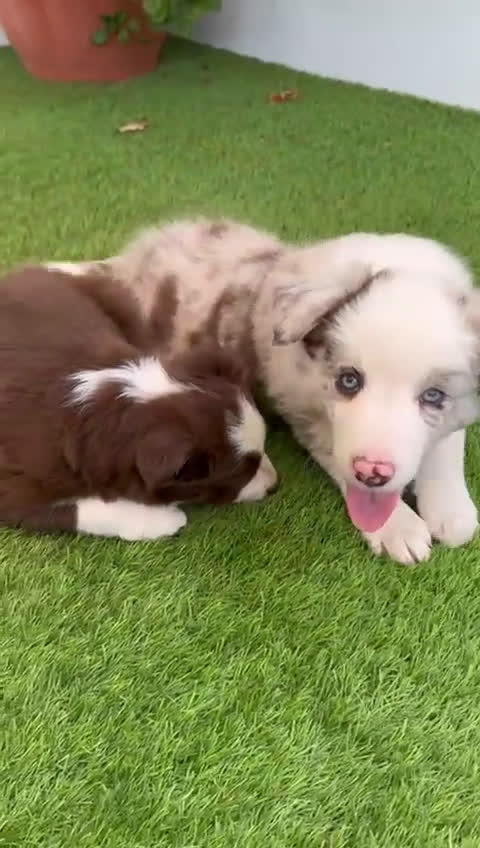 Border Collie perros en venta: BORDER COLLIE HEMBRA  - Video 2