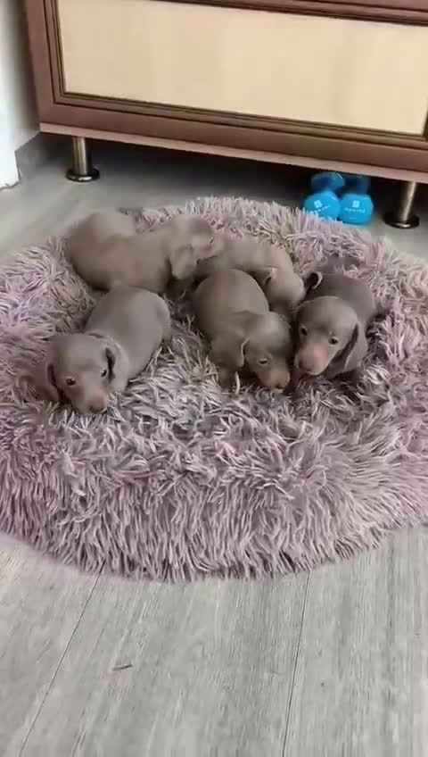 Teckel Miniatura perros en venta: Teckel miniatura hembra  - Video 1