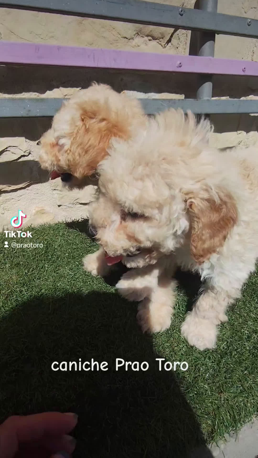 Caniche Toy perros en venta: Pareja apricot listos para entregar en Madrid - Video 1