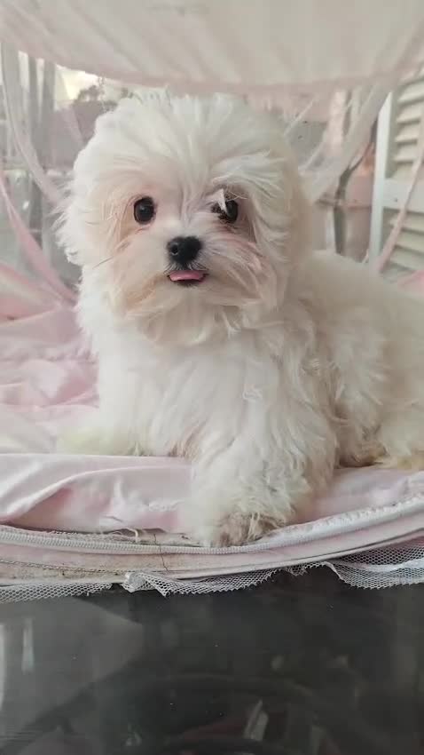 Bichón Maltés perros en venta: Bichon maltés toy  - Video 2