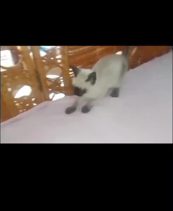 Siamés gatos en venta: Gatita siamés  - Video 1