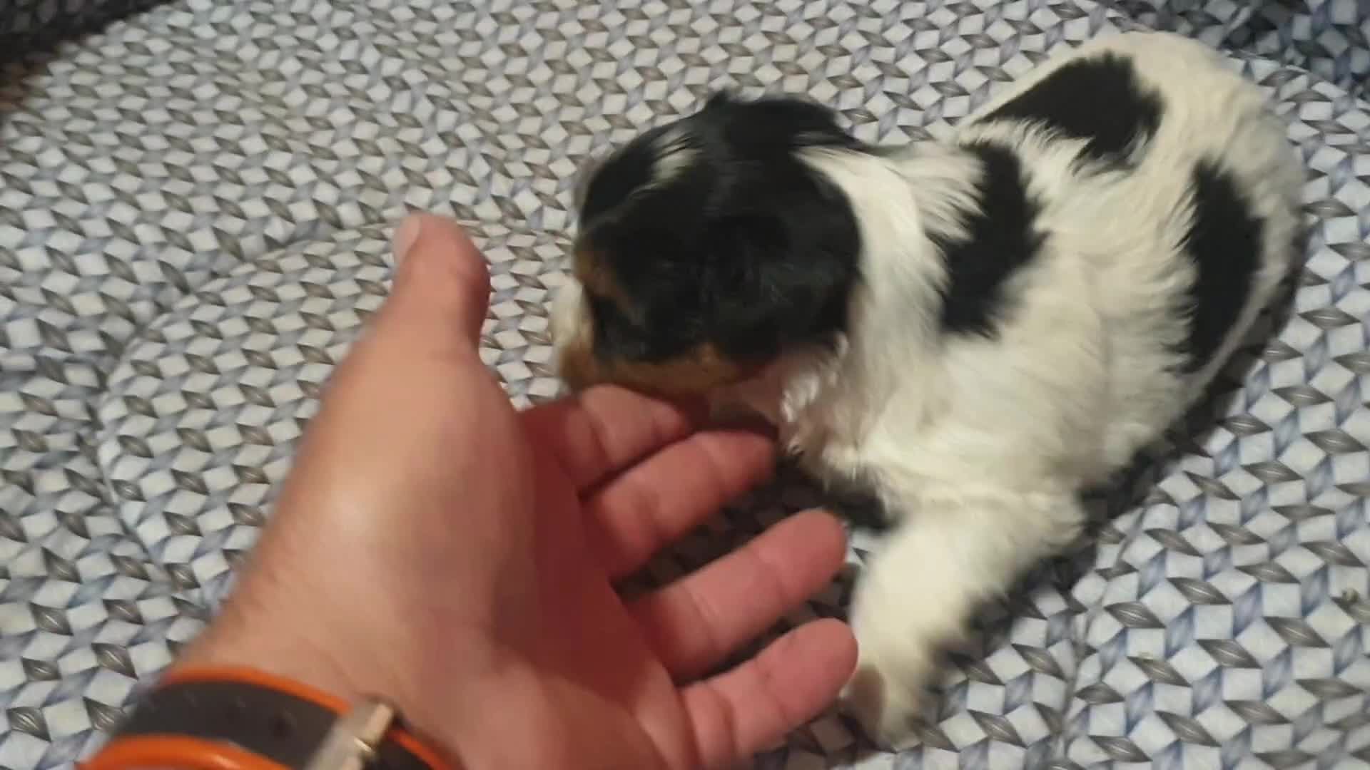 Biewer Yorkshire Terrier a la Pom Pon perros en venta: Biewer con pedigree excelente cachorros - Video 3
