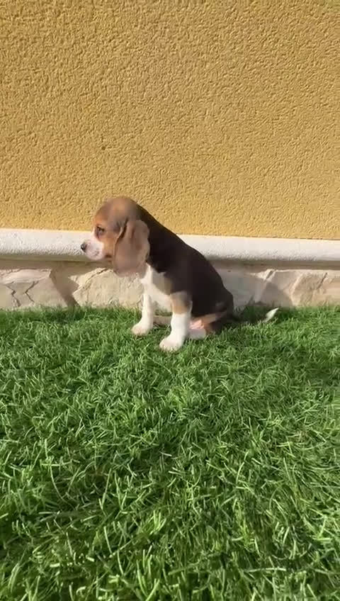 Beagle perros en venta: Cachorro macho de Beagle  - Video 1