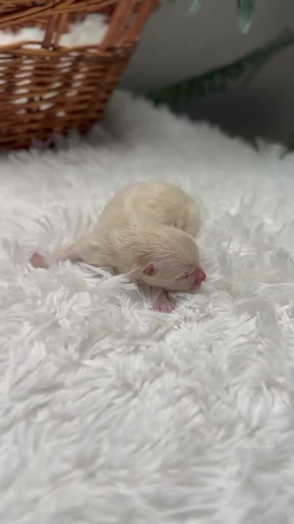 Pomerania perros en venta: POMERANIA  - Video 1