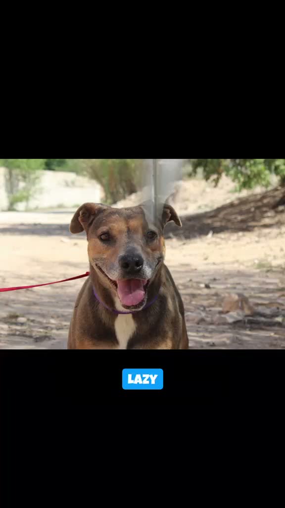 Raza Mixta perros en adopcion: LAZY ❤️✨ en adopción  - Video 1