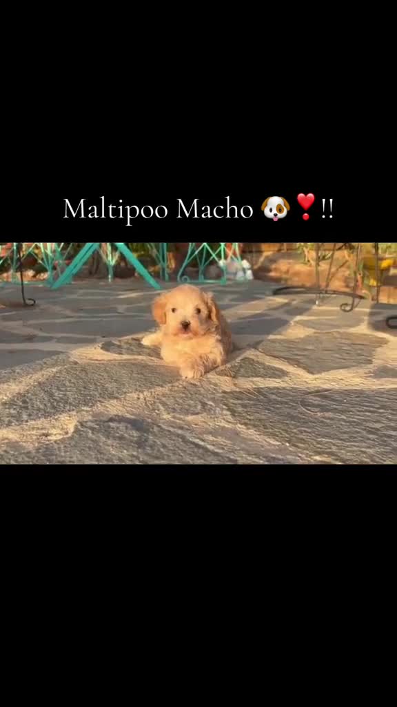 Maltipoo perros en venta: Maltipoo macho disponible !!! - Video 1