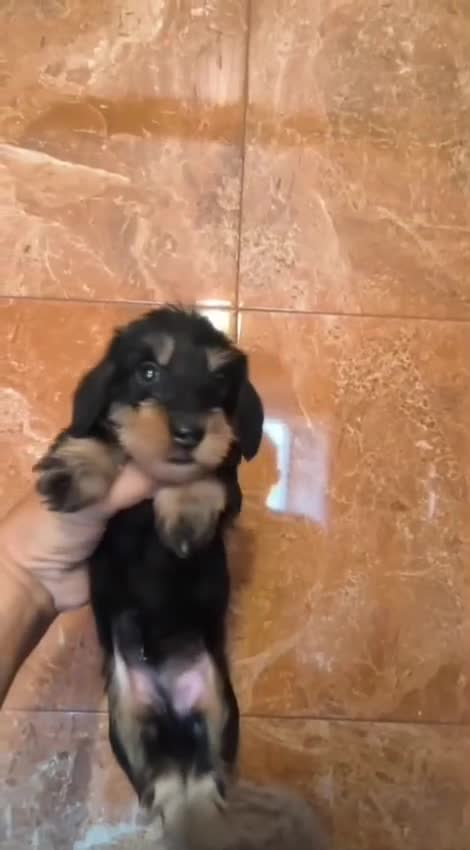 Teckel Miniatura perros en venta: TECKEL KANINCHEN DE PELO DURO Y MINIATURA  - Video 5