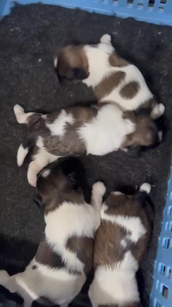 Shih Tzu perros en venta: SHIH TZU MINI - Video 1