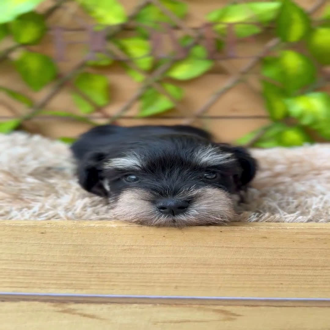 Schnauzer Miniatura perros en venta: Camada de Alba  - Video 1
