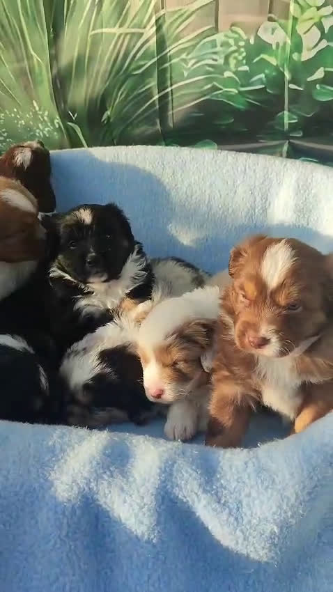 Pastor Miniatura Americano perros en venta: CACHORROS PASTOR AMERICANO MINIATURA - Video 5