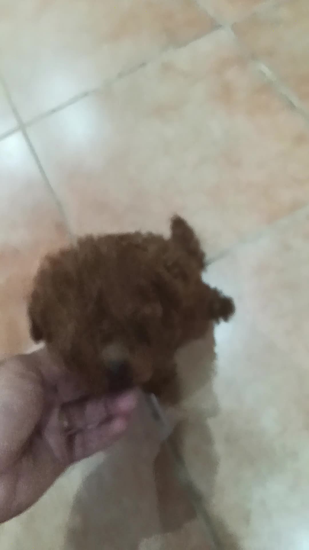 Caniche Toy perros en venta: CANICHE TOY - Video 2