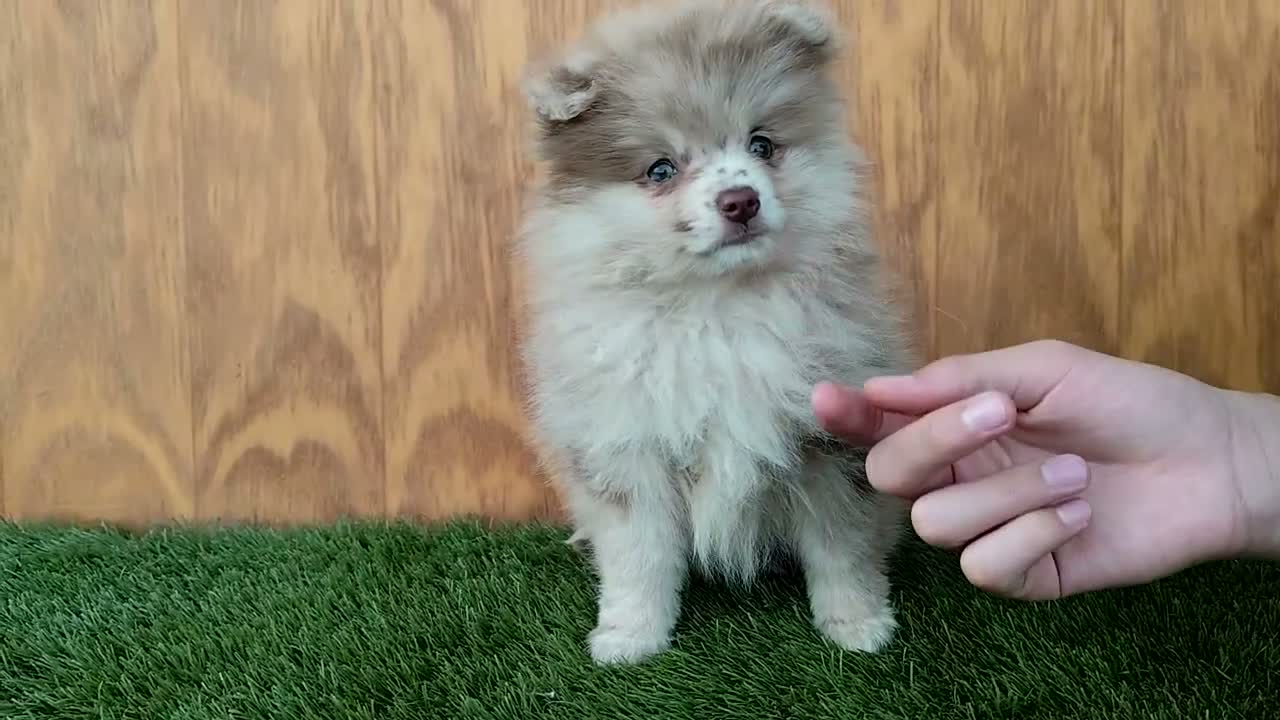 Spitz pequeño - Kleinspitz perros en venta: Spitz pequeño  - Video 1