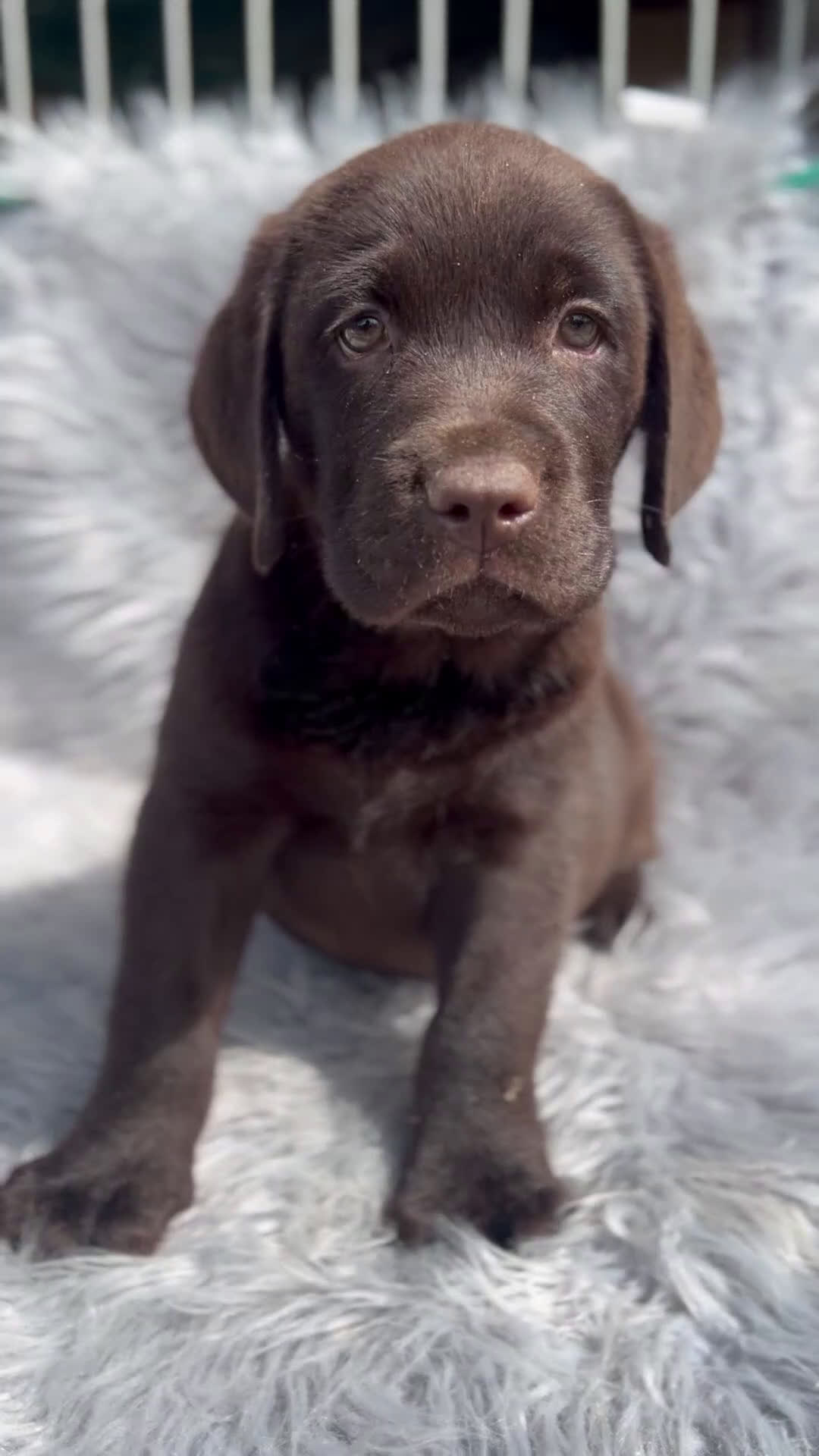 Labrador Retriever perros en venta: Labrador chocolate  - Video 1