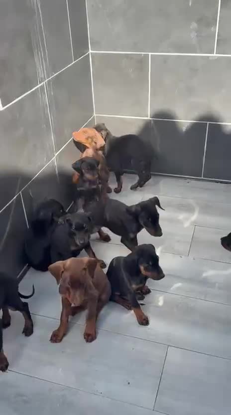 Dobermann perros en venta: Doberman o Dobermann - Video 1