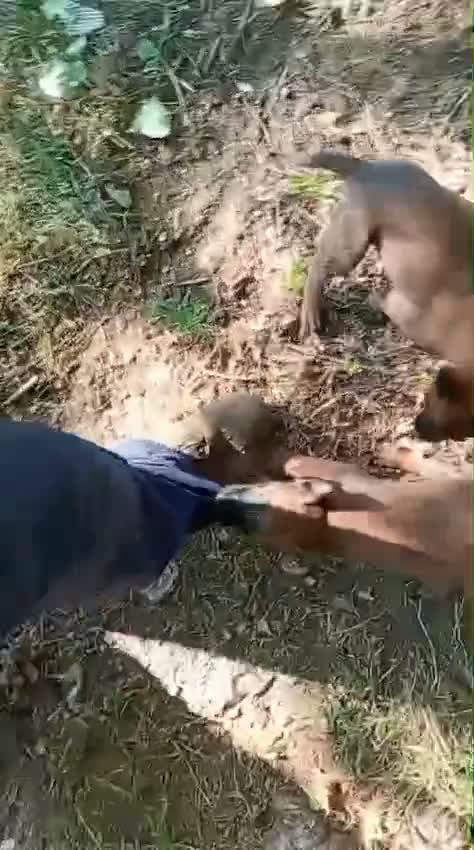 Pastor Belga Malinois perros en venta: Pastor Belga Malinois - Video 2