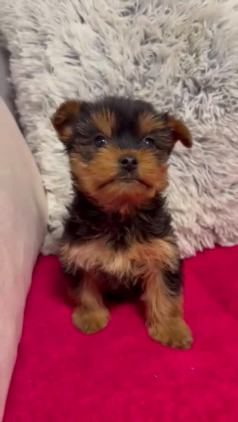 Yorkshire Terrier perros en venta: Yorkshire. - Video 1