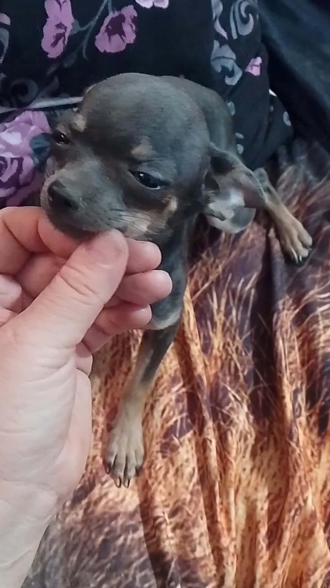 Chihuahua perros en venta: Hembras de chihuahua muy pequeña  - Video 1